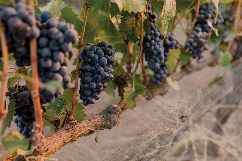 Closeup of Grapes