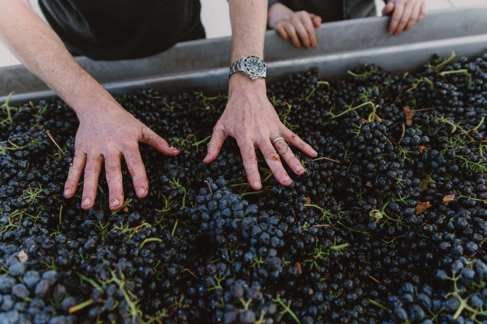 Closeup of Grape Sorting