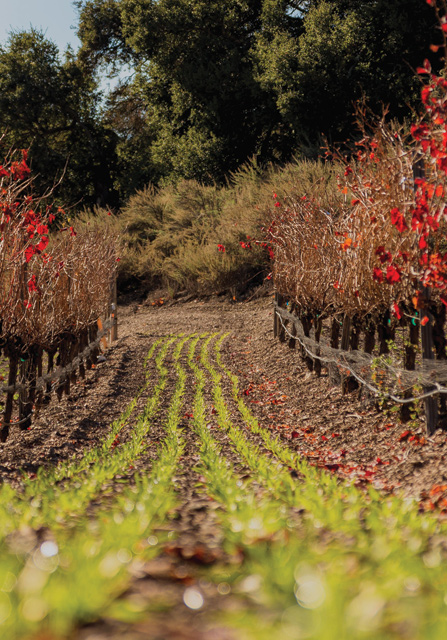 Vineyard Row with Cover Crop