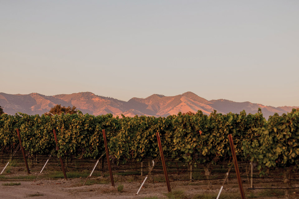 Vineyard with Mountains in Background