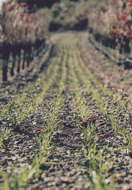 Young plants growing in the vineyard