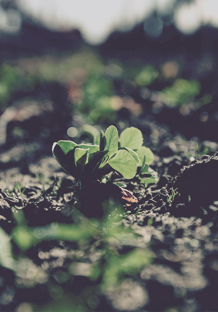 Young plants growing in the vineyard