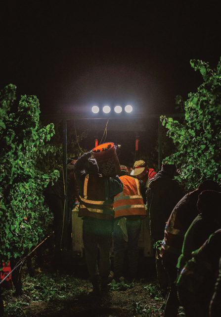 E11even wine harvest at night