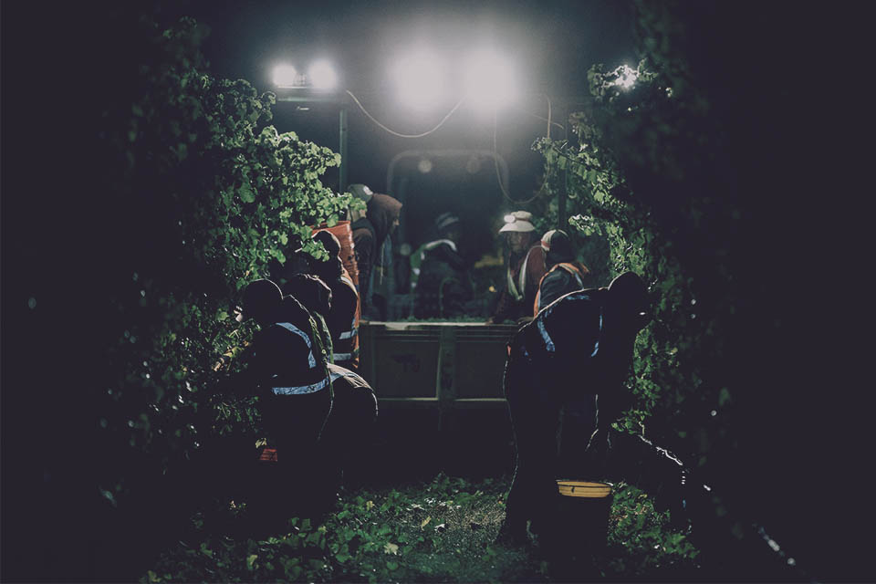 E11even wine harvest at night